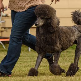 Poodles from Lafayette Standard Poodles