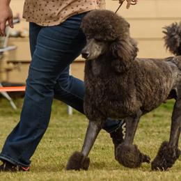 Poodles from Lafayette Standard Poodles