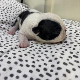 Chole - Black and white female Boston Terrier puppy in Alabama from Southern Bulldogs