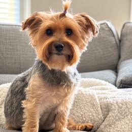 Gypsy - Yorkshire Terrier