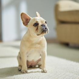 French Bulldogs and Pembroke Welsh Corgis from Moonstone Corgis & Frenchies