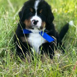 Blue - Black rust and white male Bernese Mountain Dog puppy in Purcell, Oklahoma from Swiss Berner Bears
