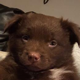 Australian Shepherd, Miniature American Shepherd, Miniature Australian Shepherd, and Toy Australian Shepherd Puppies from HP Aussie Kennels