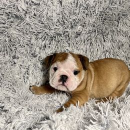 Girl 4 - Bulldog puppy in Fort Wayne, Indiana from Big Time Bulldogs