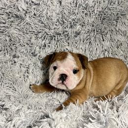 Girl 4 - Bulldog puppy in Fort Wayne, Indiana from Big Time Bulldogs