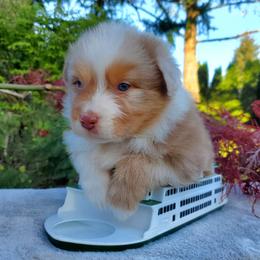 Bing - Red merle male Australian Shepherd puppy in Olympia, Washington from Echelon Australian Shepherds