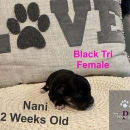 AKC Nani - Black and tan female Chihuahua puppy in Columbus, Nebraska from Prancy Pawz
