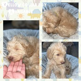 Goldendoodle Puppies from High Standards Az