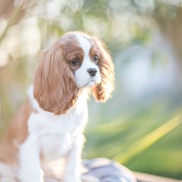 Cavalier King Charles Spaniel Puppies from Tsarevich Goldens and Cavaliers