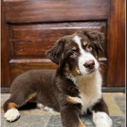 Rusty - Australian Shepherd