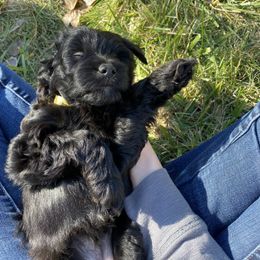 Assorted Doodle Crosses Puppies from Doodles Domain