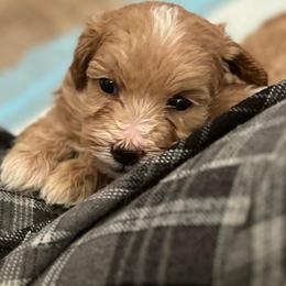 Daphney - Red  female Goldendoodle puppy in Cumberland, Rhode Island from minigoldendoodlesofRI