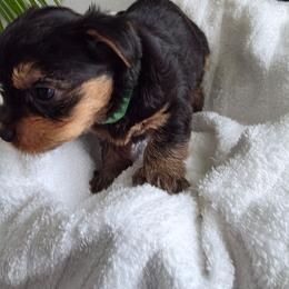 Boy 4 - Black and tan male Yorkshire Terrier puppy in Virginia Beach, Virginia from Andre's Yorkshire Terriers