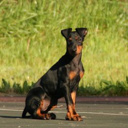 Manchester Terrier Puppies from JetCity Manchester Terriers