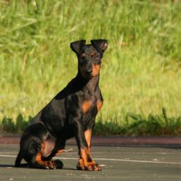 Manchester Terrier Puppies from JetCity Manchester Terriers