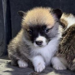 Bashful - Red male Pembroke Welsh Corgi puppy in Stephenville, Texas from Rising JM Pembrokes