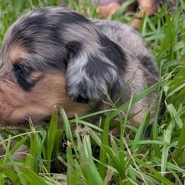 Grey collar - Dapple female Dachshund puppy in Eustis, Florida from K8’s Dachshunds