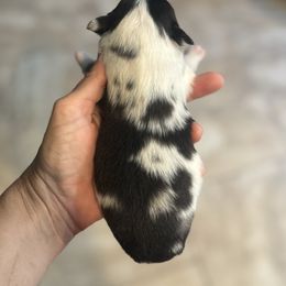Scottish Terrier and Toy Australian Shepherd Puppies from Pecan Creek