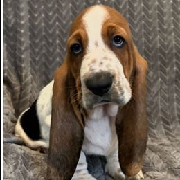 3,550.00 - Black Male - Black white and brown male Basset Hound puppy in Columbia, South Carolina from Pawmetto Hounds
