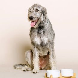 Oonagh - Irish Wolfhound