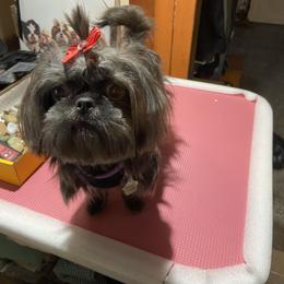 Shih Tzu Puppies from Margaret Szegda