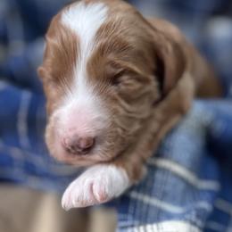 Martha ('Mart-a') - Red  male Goldendoodle puppy in Placerville, California from New Dawn Poodles and Doodles