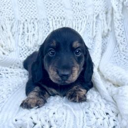 Cinder - Black and cream male Dachshund puppy in Rogue River, Oregon from Bear Feet Dachshunds