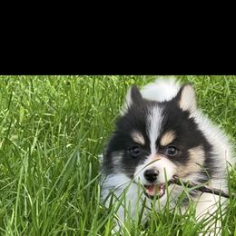 Pomsky Puppies from Rustic Pomskies