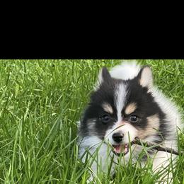 Pomsky Puppies from Rustic Pomskies