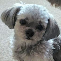 Stella - Mi-Ki