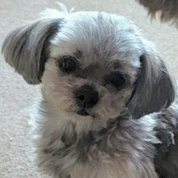 Stella - Mi-Ki