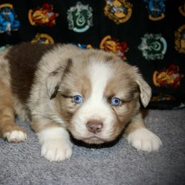 Sparkle - Red merle female Australian Shepherd puppy in El Dorado Springs, Missouri from HP Aussie Kennels