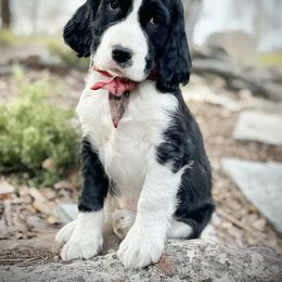 English Springer Spaniel Puppies from Orchard Hill English Springer Spaniels
