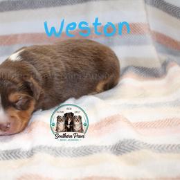 Weston - Red tri-color male Australian Shepherd puppy in Crockett, Texas from Southern Paws Mini Aussies