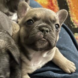 French Bulldogs from Grayscale Frenchies