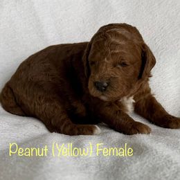 Peanut - Red  female Goldendoodle puppy in De Pere, Wisconsin from Kinzor Kennels