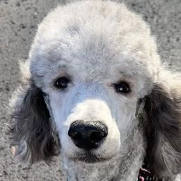 Poodles from Kyler Bistyga