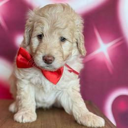 Toffee - Red male Bernedoodle puppy in Clermont, Florida from Shadow Kennels