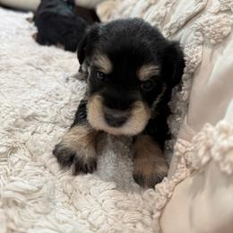 Loki - Black and silver male Miniature Schnauzer puppy in La Mirada, California from SchnauzersRus