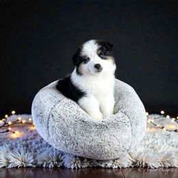 Spur - Black tri male Miniature American Shepherd puppy in Omaha, Arkansas from Ashland Miniature American Shepherds & Miniature Australian Shepherds