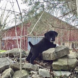 Mountain Cur Puppies from Walnut Ridge Mountain Curs