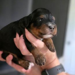 Bali - Tri-color female Bernedoodle puppy in Mc Gaheysville, Virginia from Doting Doodles