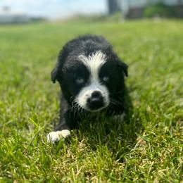 Dino - Black & white male Australian Shepherd puppy in Laotto, Indiana from Circle B working Aussies