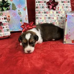 Vixen- fluffy coat - Sable and white female American Corgi puppy in Waskom, Texas from Piney Woods Corgis