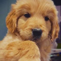 Golden Retriever Puppies from Golden Retrievers by Tiffany Ruthy