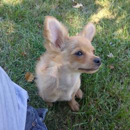 Dayton - Fawn male Chihuahua puppy in Topeka, Kansas from Barbie's Baby Chihuahuas