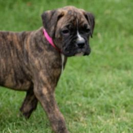 Boxers from Flatlands Kennel