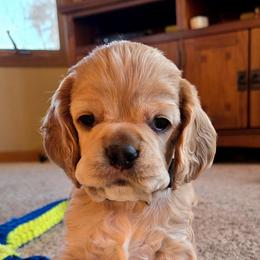 Norrington (Nort) - Black and white male Cocker Spaniel puppy in Marshfield, Wisconsin from Gingerale Cockers and Cockapoos