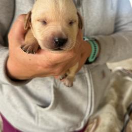 Female 4 - Yellow female Labrador Retriever puppy in Yamhill, Oregon from FitzGerald Kennels