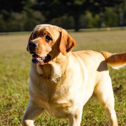 River - Labrador Retriever